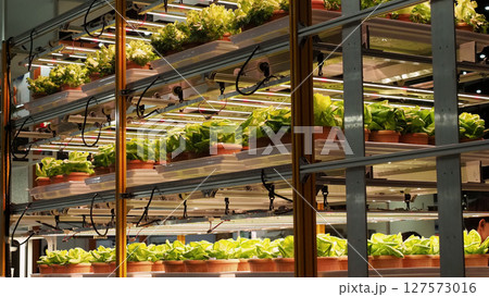 Modern vertical farm with fresh lettuce and greens growing under LED lights. 127573016