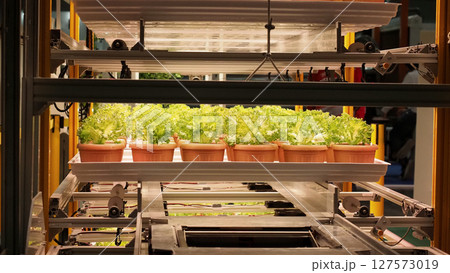 Modern vertical farm with fresh lettuce and greens growing under LED lights. 127573019