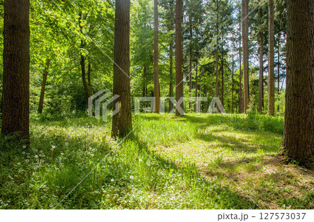 Awe forest in Pays de La Loire Awe forest in Pays de La Loire 127573037