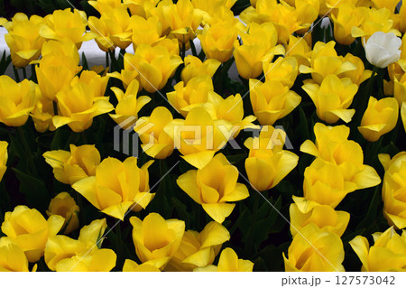A field densely populated with yellow tulips, all blooming in harmony. Golden Tulip Symphony 127573042
