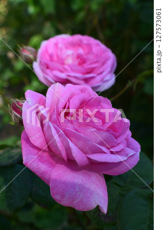 Two roses in a light pink tone, standing out against a background of green leaves. Dense Petals Against Green Two roses in a light pink tone, standing out against a background of green leaves. Dense Petals Against Green 127573061