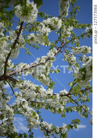 Serene Spring Scene with Vibrant Blossoms 127573068