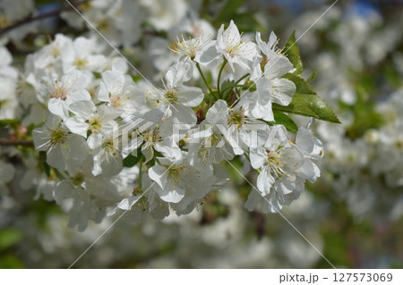 Delicate White Cherry Blossoms in Serene Spring 127573069