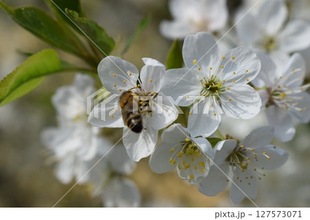 Bee Collecting Nectar on White Blossoms 127573071