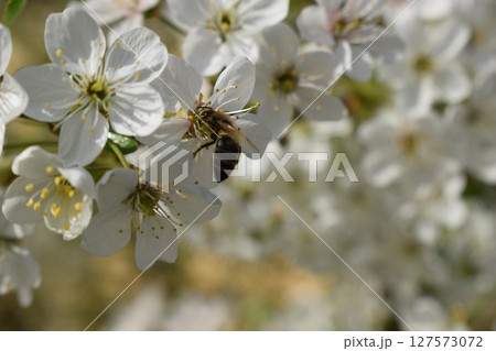 Close-Up of Bee Pollinating White Flowers 127573072
