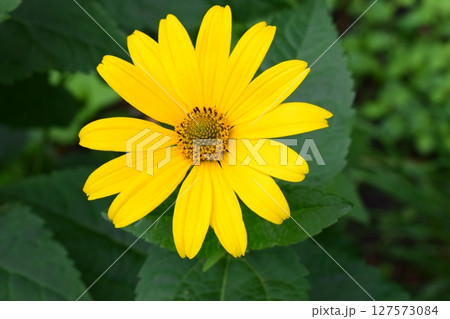 Close-Up of Vibrant Yellow Heliopsis in Garden 127573084