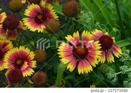 Blanket Flowers' Radiant Display Blanket Flowers' Radiant Display 127573086
