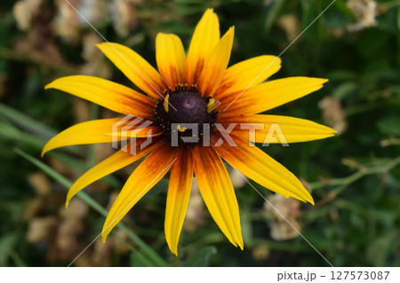 Rudbeckia hirta flower with yellow and orange petals centered around a dark brown heart. Rudbeckia hirta flower with yellow and orange petals centered around a dark brown heart. 127573087