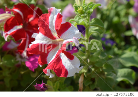 triking Red and White Striped Petunia Flower 127573100