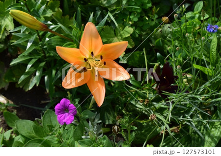 Vibrant Orange Lily After Rainfall in Garden 127573101