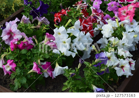 Colorful Petunias in a Well-Maintained Garden 127573163