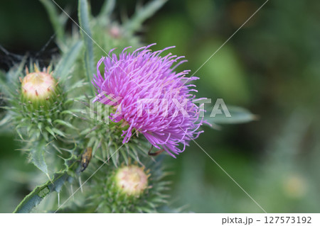 A thistle flower with purple petals and still closed buds. Purple Thistle in Sharp Focus 127573192