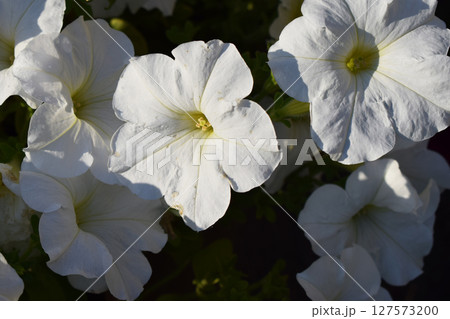 A cluster of white petunias in full bloom, surrounded by green foliage. Natural Beauty of Full-Bloomed Petunias A cluster of white petunias in full bloom, surrounded by green foliage. Natural Beauty of Full-Bloomed Petunias 127573200