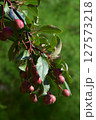 A branch with green leaves and small dark red fruits, hanging in clusters. Natural Abundance of Berry Branch 127573218