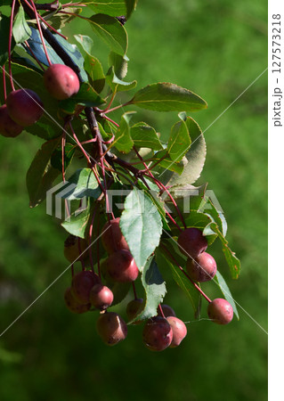 A branch with green leaves and small dark red fruits, hanging in clusters. Natural Abundance of Berry Branch 127573218