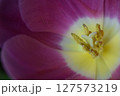 A macro photograph of the interior of a flower, a tulip. Vibrant Colors Inside a Tulip 127573219