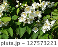 Delicate White Jasmine Flowers in Full Bloom 127573221