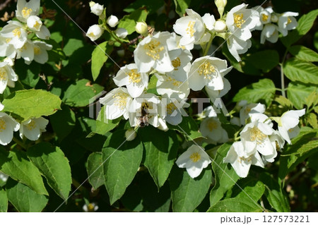 Delicate White Jasmine Flowers in Full Bloom 127573221