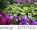 A lush garden filled with large green leaves, typical of hostas, surrounded by a variety of brightly colored flowers, mainly in shades of purple, pink and violet. Colorful Oasis of Green and Blooms 127573222