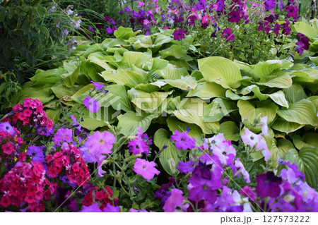 A lush garden filled with large green leaves, typical of hostas, surrounded by a variety of brightly colored flowers, mainly in shades of purple, pink and violet. Colorful Oasis of Green and Blooms 127573222
