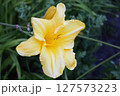 Yellow Flower with Ruffled Petals and Buds 127573223