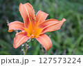 Close-Up of Vibrant Orange Daylily with Yellow Accents 127573224