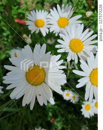 A cluster of vibrant daisies. Vibrant Daisies in Sunlit Garden 127573226