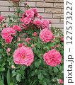 A cluster of vibrant pink roses growing against a brick wall. Vibrant Cluster in Full Bloom 127573227