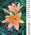 Vibrant Orange Lily After Rainfall in Garden 127573228