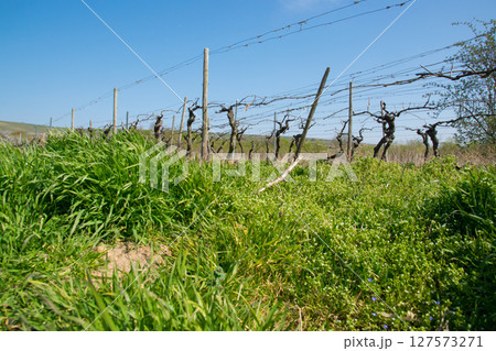 Landscape of vineyard with much empty grapes trees and green gras with flowers in the sun day. Spring nature background. 127573271