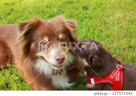 Brown and white dog is laying on the grass next to a smaller brown Brown and white dog is laying on the grass next to a smaller brown 127573345