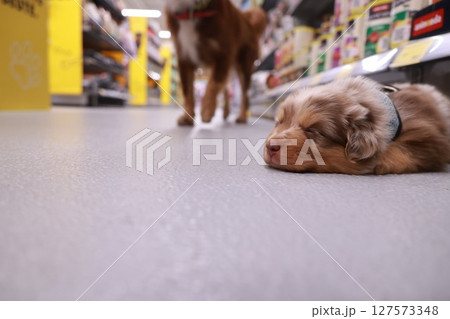 Dog is sleeping on the floor in a store Dog is sleeping on the floor in a store 127573348