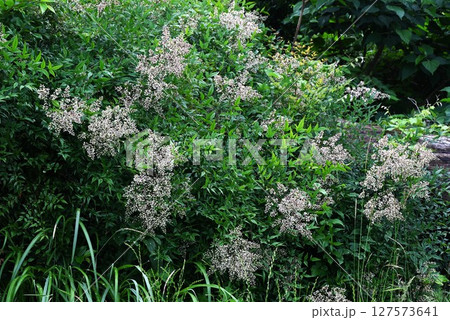 ナンテンの花 127573641
