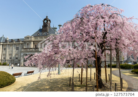 シダレザクラと文翔館 127573704