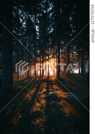 Forest Sunset: Golden Sunlight Through Trees 127574358