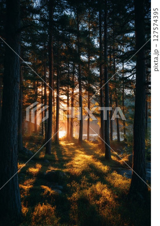 Golden Sunset Light Through Forest Trees 127574395