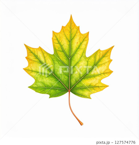 Detailed Yellow And Green Autumn Maple Leaf Illustration 127574776