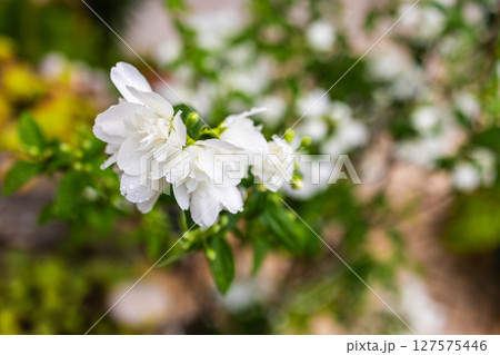 White flowers in bloom with morning dew. A symbol of tenderness and freshness captured in a soft, natural setting. Copy space White flowers in bloom with morning dew. A symbol of tenderness and freshness captured in a soft, natural setting. Copy space 127575446