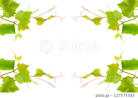 Grape vine isolated on white background. Free space for text. 127575585