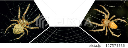 A tarantula spider in the center of a web. Wide photo. 127575586