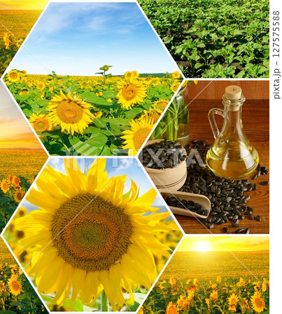 Bottle with vegetable sunflower oil, sunflower seeds, Field with sunflower flowers and blue sky. Collage. 127575588