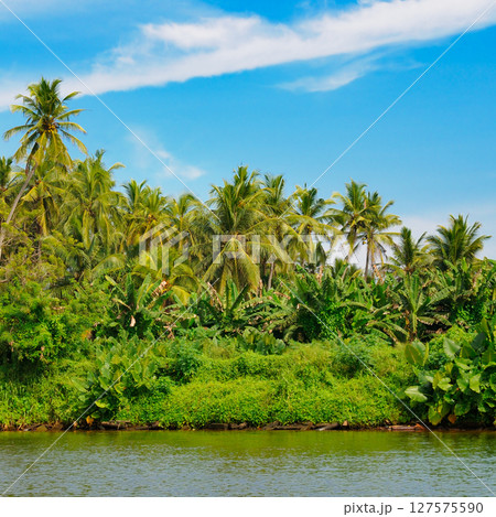 Palm trees, mangroves and other tropical trees on the shores of a picturesque lake. Sri Lanka. 127575590