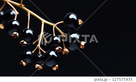 A branch of black currants with shiny, jewel-like berries 127575935