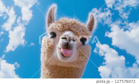Close-up of an alpaca with a funny facial expression 127576072