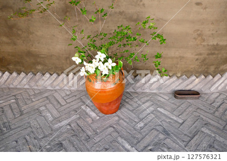 街角のオブジェ 花瓶にいけられたヤマボウシの白い花 街角のオブジェ 花瓶にいけられたヤマボウシの白い花 127576321