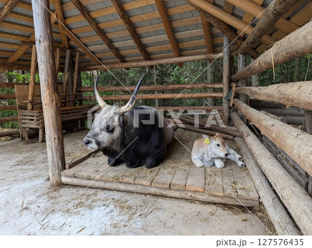 buffalo and calf lying down buffalo and calf lying down 127576435
