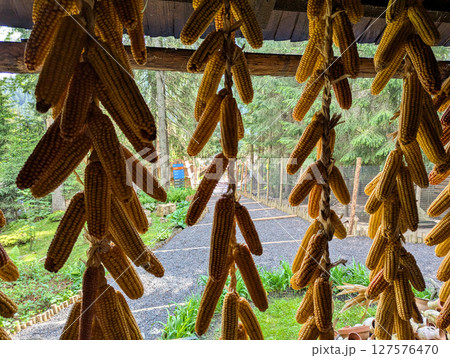 Dry corn cobs hang on a rope 127576470