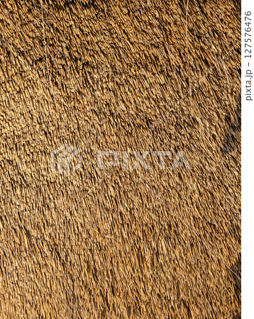 thatched roof. Straw texture close up thatched roof. Straw texture close up 127576476
