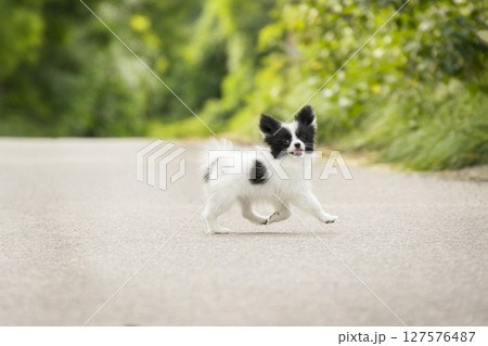A black and white little Chihuahua, Papillon puppy runs with a beautiful gait past the camera on the asphalt against the background of green trees in the park A black and white little Chihuahua, Papillon puppy runs with a beautiful gait past the camera on the asphalt against the background of green trees in the park 127576487