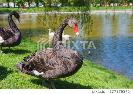 Elegant black swan standing on green grass near pond on blurred background of water and other birds Elegant black swan standing on green grass near pond on blurred background of water and other birds 127576579